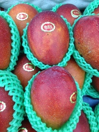 新鮮で最高級品種の台湾アップルマンゴーを日本にお届けします Taiwan Mango お届けします